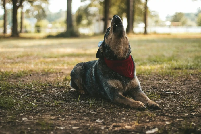 Un bouvier australien portant un bandana rouge est allongé dans l'herbe d'un parc et hurle la tête levée vers le ciel.