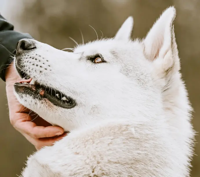 renforçateur affectif