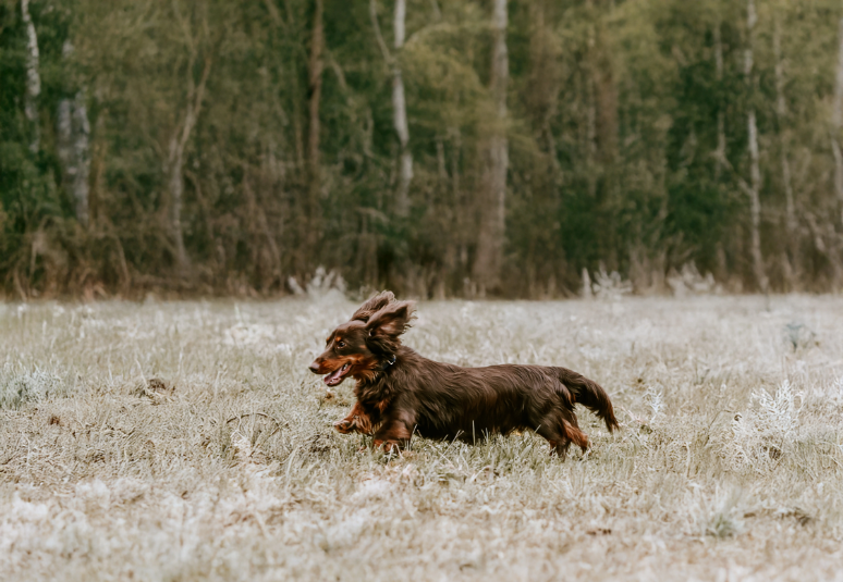 renforçateur naturel