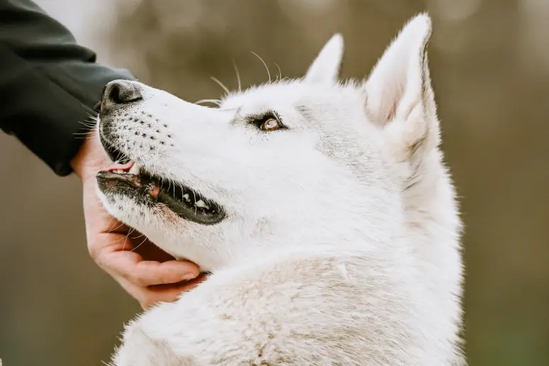 renforçateur affectif